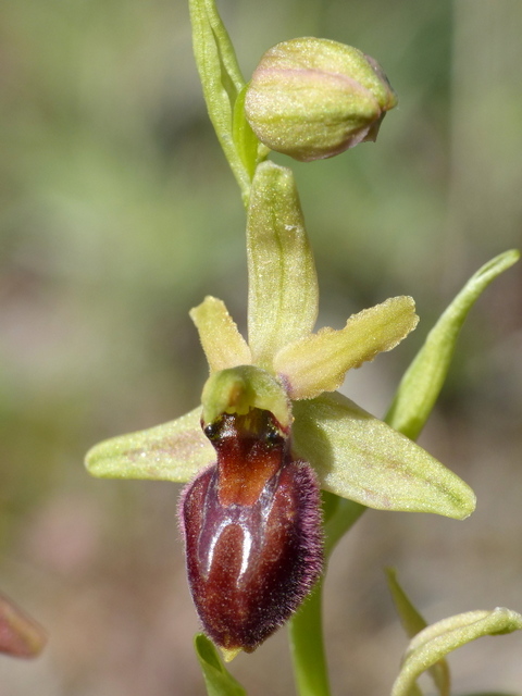 Ophrys precoci nellAbruzzo sud orientale 2022